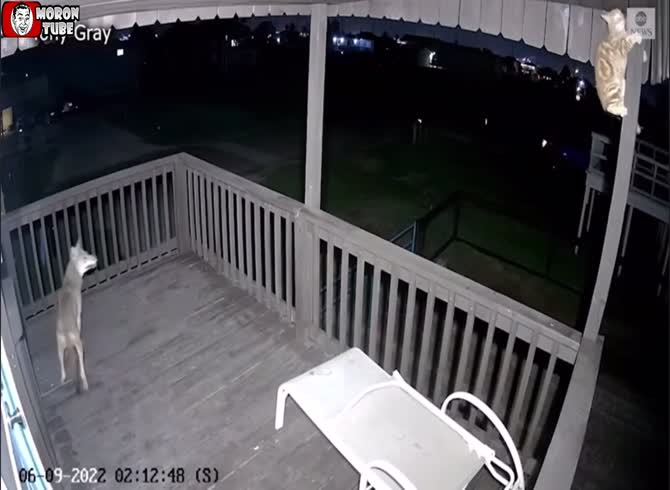 Video: A cat just escapes being devoured by a coyote